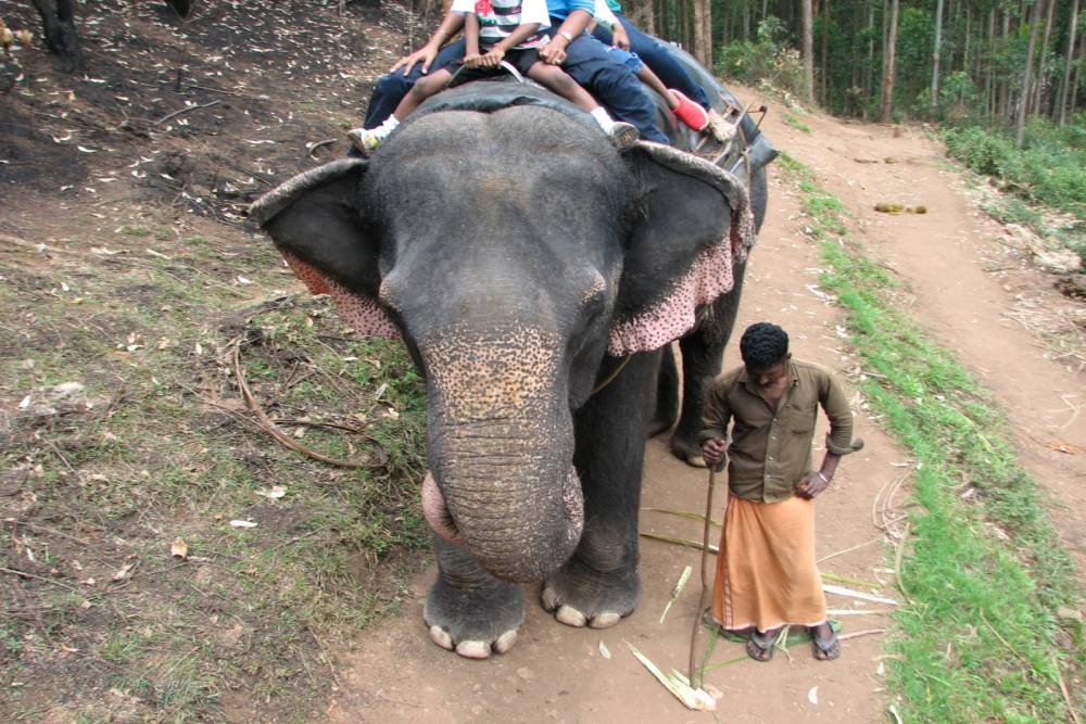 Carmelagiri Elephant Park